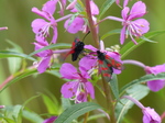 FZ030473 Six-spot Burnets (Zygaena filipendulae) on purple flowers.jpg